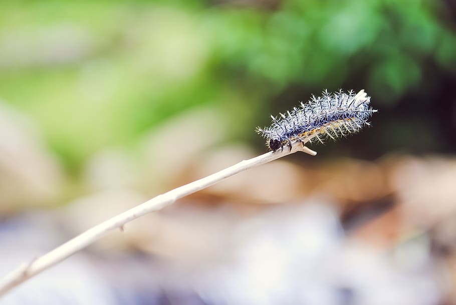 selective of fuzzy caterpillar, insect, bug, macro, closeup, natural, HD wallpaper