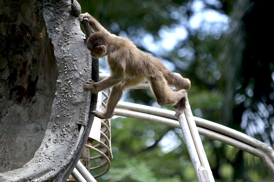 mono, monito, nature, animal, jungle, zoo, guayaquil, ecuador