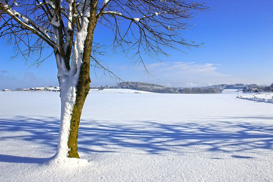 winter, landscape, tree, snow, nature, cold, wintry, frost HD wallpaper