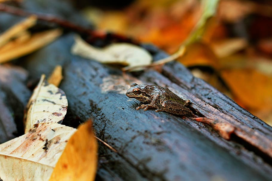 brown frog on tree log with leaves, animal, wildlife, toad, vancouver lake HD wallpaper