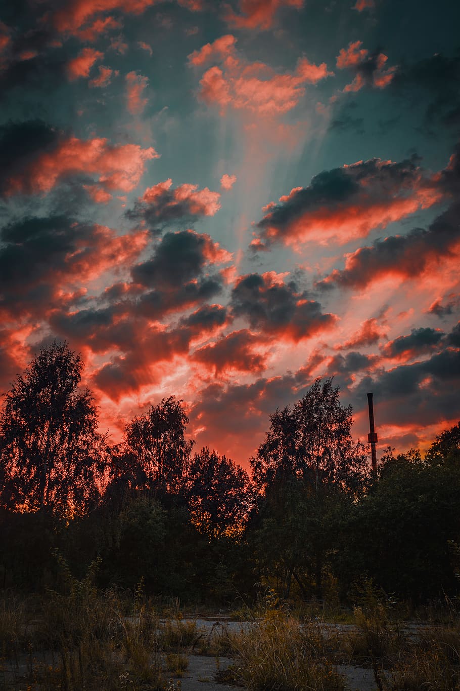 Green Leafed Tree Lot Under Blue Sky, backlit, clouds, dark, dawn HD wallpaper