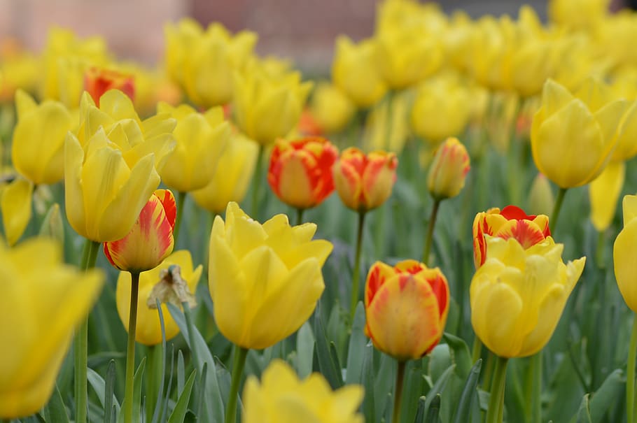 tulips, yellow, red, spring, flowers, colorful, garden, nature HD wallpaper