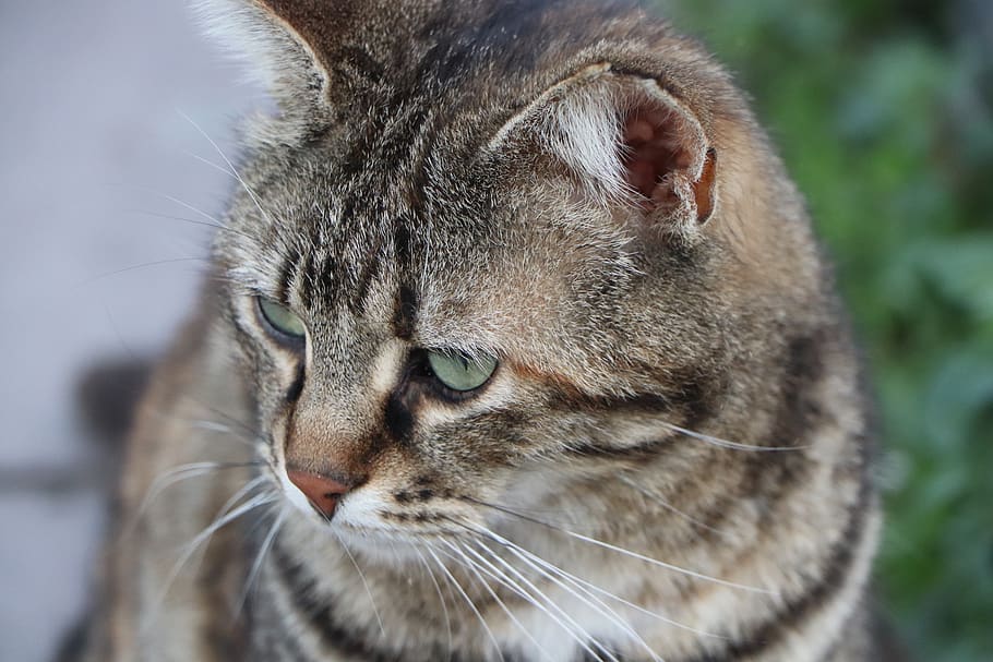 cat, beautiful, animal, cute, scott, dangerous, fur leather HD wallpaper