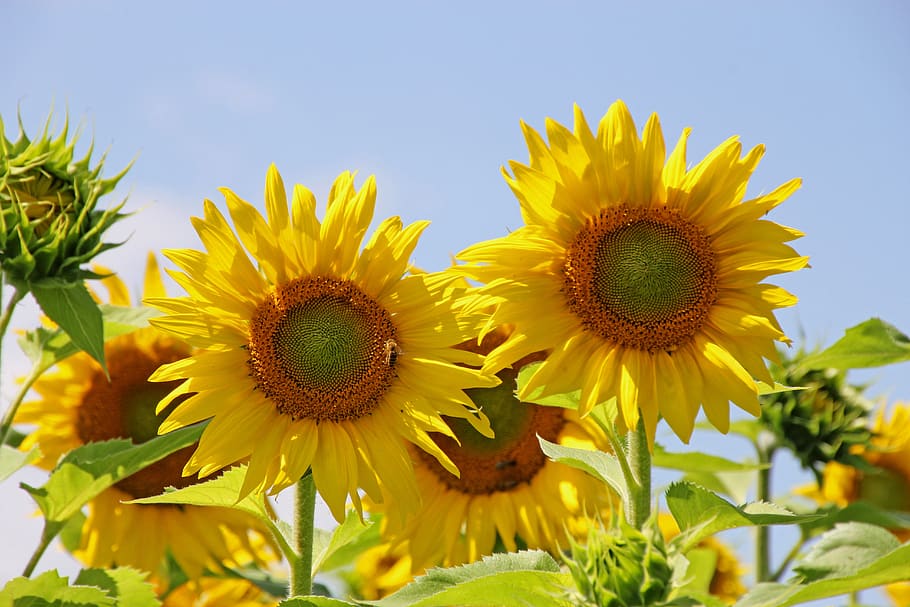 sunflower, flowers, plant, background, summer, yellow, nature HD wallpaper