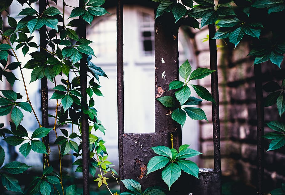 green leafed plant, plant part, growth, green color, day, architecture HD wallpaper