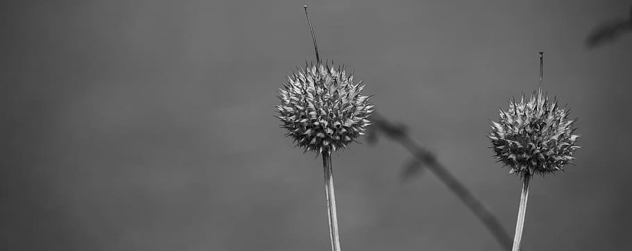 bnw, plant, flower, flowering plant, focus on foreground, nature HD wallpaper