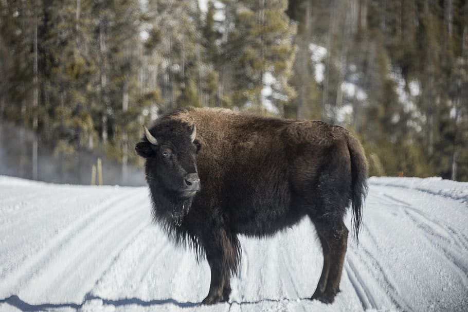 bison, buffalo, snow, looking, road, landscape, outdoors, wilderness HD wallpaper