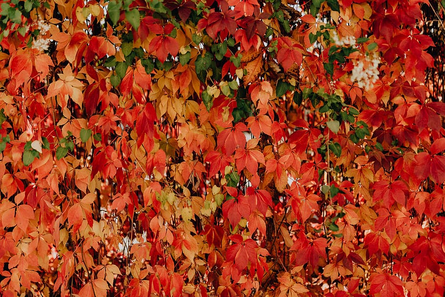 Colorful vines leaves in the park, leaf, plant part, full frame HD wallpaper