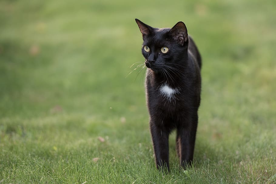 cat, black cat, grass, kitten, nature, animal, pet, sweet, green HD wallpaper