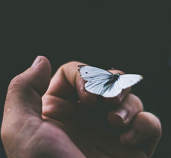 black and white butterfly on person's finger, hand, perched, wing HD wallpaper