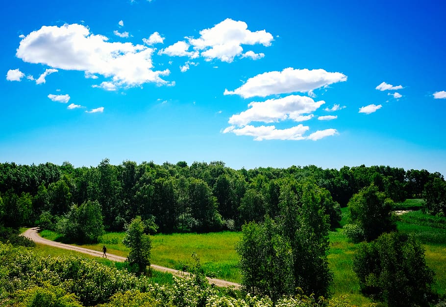 trees, forest, walk, walking, sun, skies, woods, lonesome, alone HD wallpaper