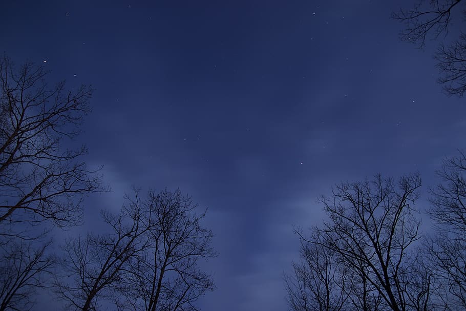 Brown Trees, night, sky, stars, star - space, scenics - nature HD wallpaper