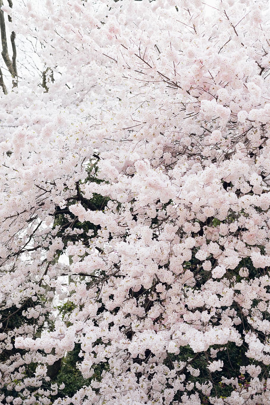 bloom, wallpaper, nature, pink, flower, plant, sakura, cherryblossom, HD wallpaper