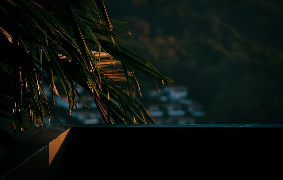 Green Palm Tree Near Balcony on Sunset Photo, blurred background HD wallpaper