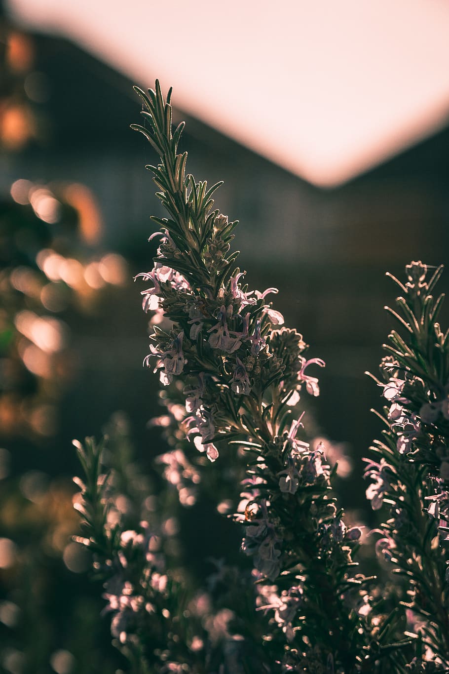 green plants, flower, blossom, grass, outdoors, bush, vegetation HD wallpaper