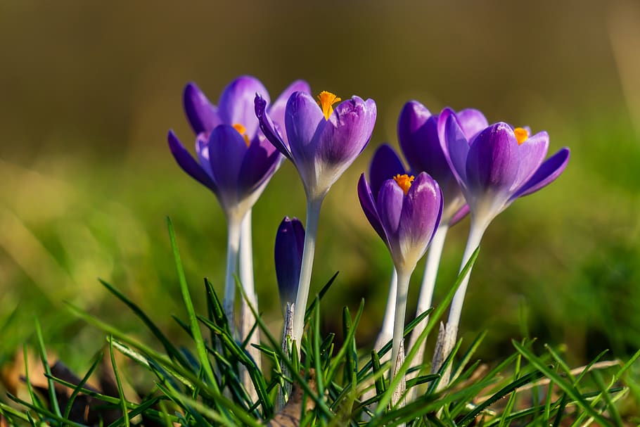 crocus, spring, nature, flower, purple, plant, blossom, bloom HD wallpaper