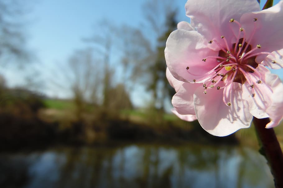 flower, pink, fish, spring, flowers, nature, plants, roses HD wallpaper