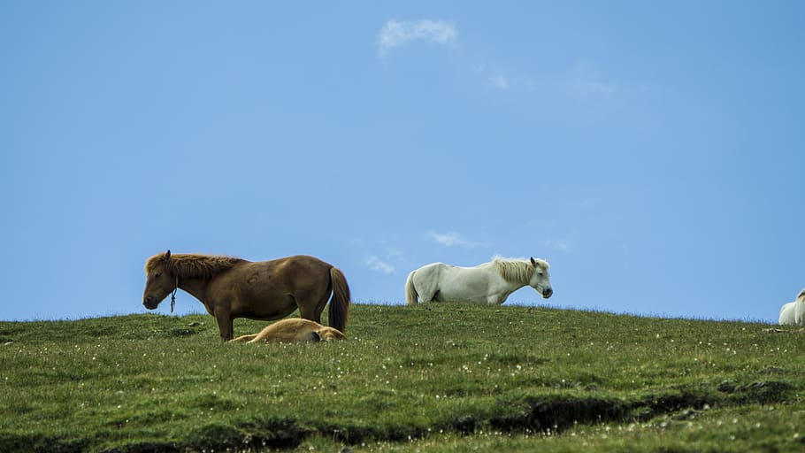 mammal, animal, animal themes, grass, domestic animals, livestock HD wallpaper