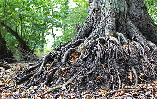 old tree, root, tree roots, nature, forest, tribe, wood, log HD wallpaper