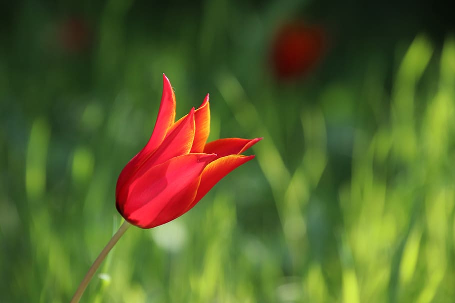 tulip, flower, spring, red, nature, garden, bloom, flowering plant HD wallpaper