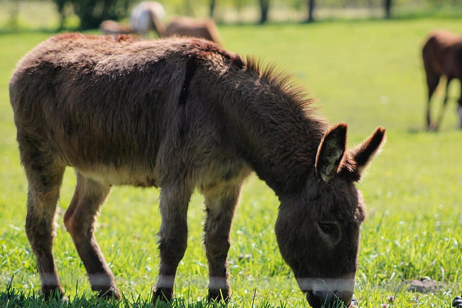 nature, grass, summer, donkey, animal, feeding, midwest, mammal HD wallpaper