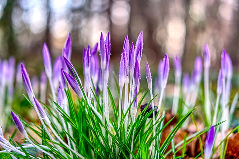 crocus, blossom, bloom, nature, flower, plant, season, flowers HD wallpaper
