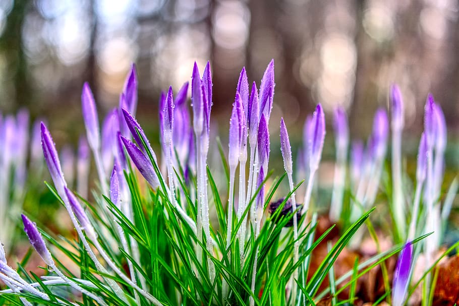 crocus, blossom, bloom, nature, flower, plant, season, flowers HD wallpaper