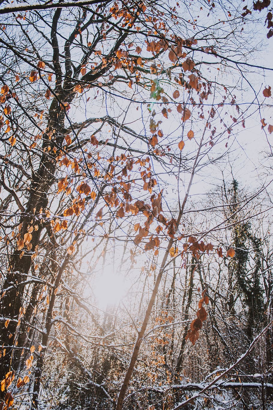 leafless tree coated with snow during daytime, plant, tree trunk HD wallpaper