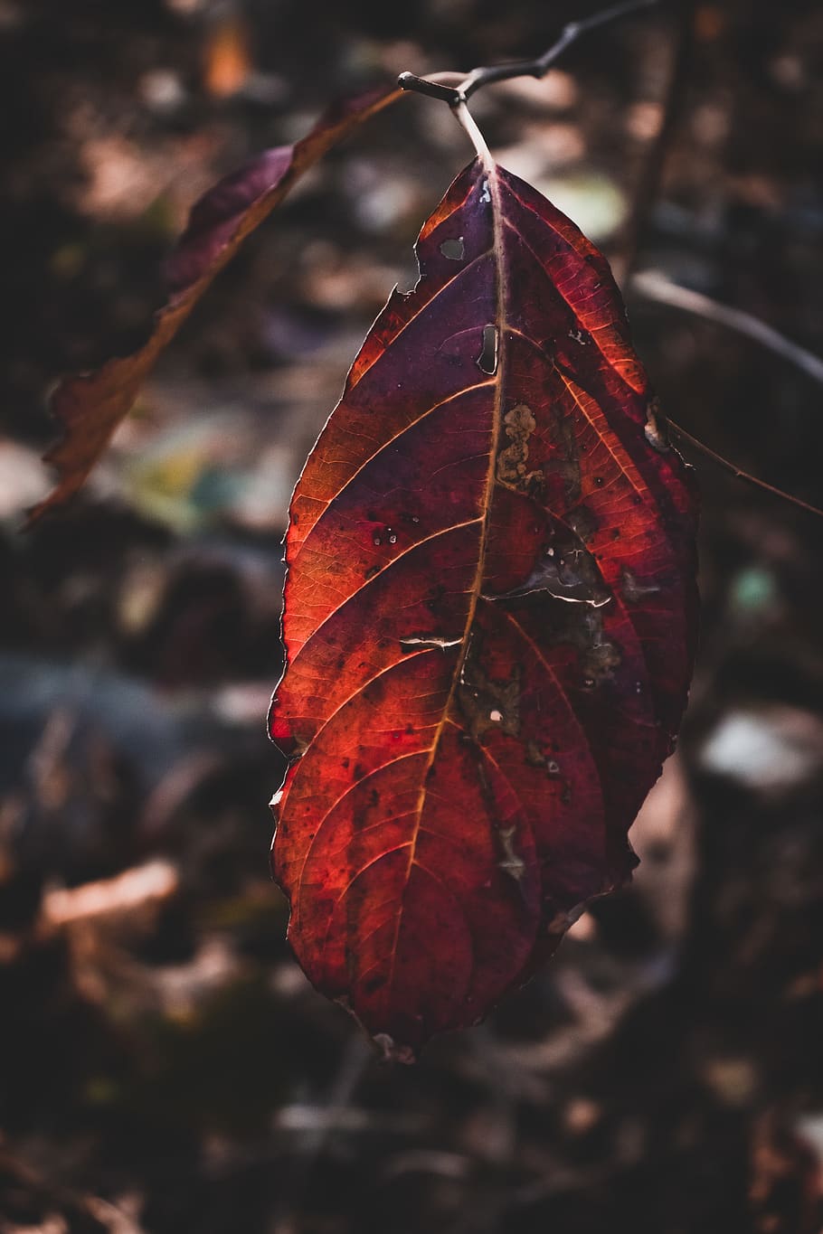 Red Leaf, close-up, macro, plant part, autumn, change, focus on foreground HD wallpaper