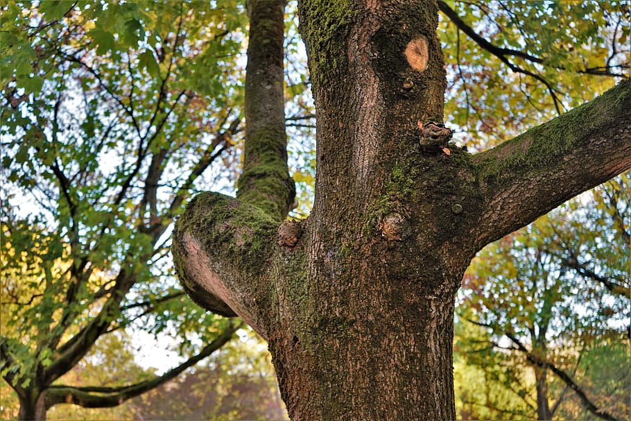tree, case, autumn, nature, log, plant, tree trunk, branch HD wallpaper