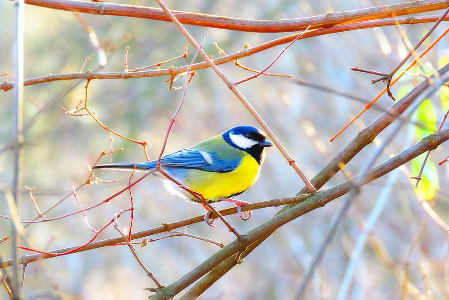 bird, chickadee, tits, great tit, vertebrate, animal wildlife HD wallpaper
