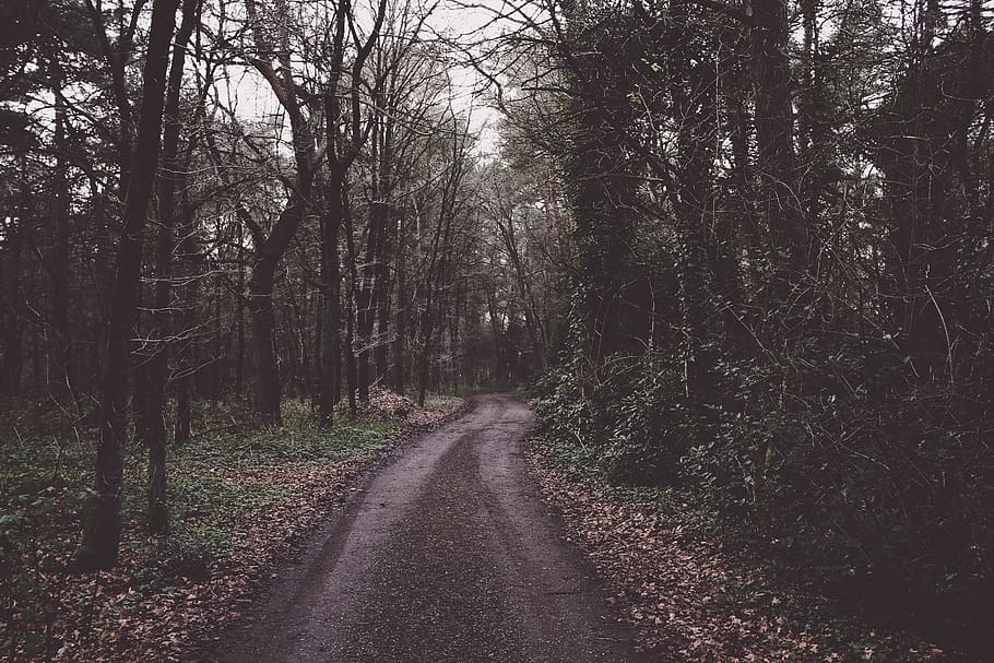 mountain trail, tree, direction, the way forward, plant, forest HD wallpaper