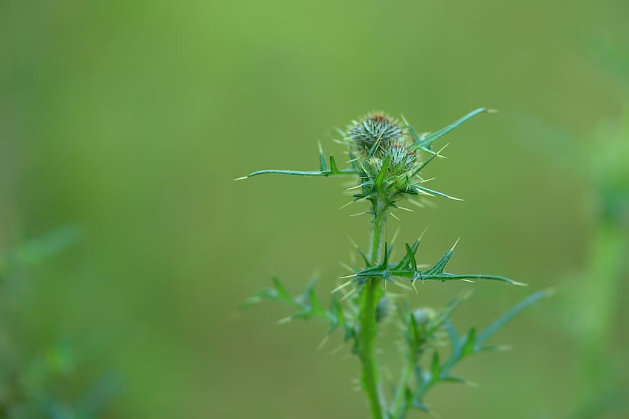 thistle, sting, prickly, summer, plant, flora, flower, nature HD wallpaper