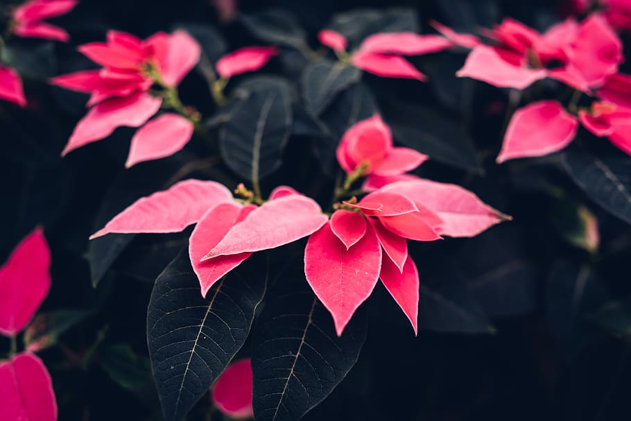 Red Poinsettia Flowers in Close-up Photography, beautiful, bloom HD wallpaper