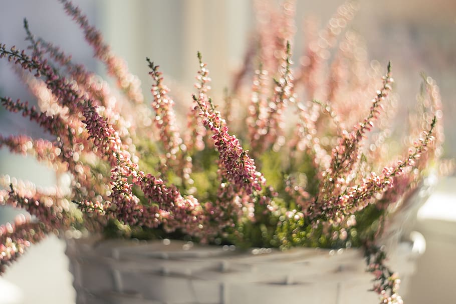 Pink Flowers in Bloom, beautiful, blooming, blur, branch, bright HD wallpaper