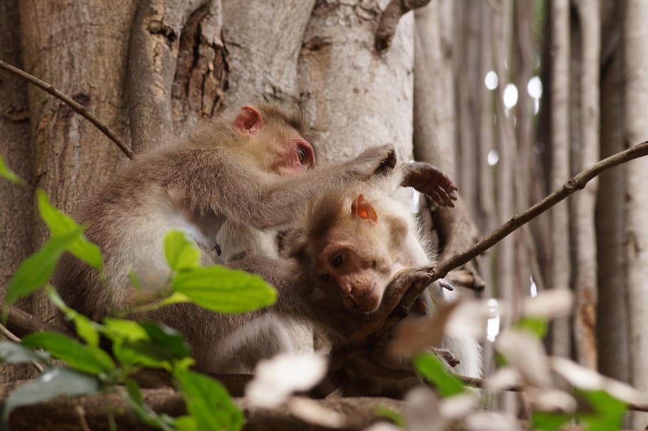 tree, forest, monkey, family, fun, play, cleaning, nature, green HD wallpaper