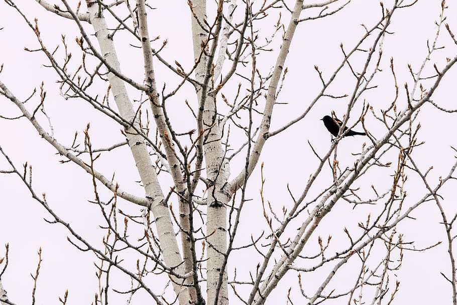 Black Bird on Gray Bare Tree, branch, daylight, environment, feathers HD wallpaper