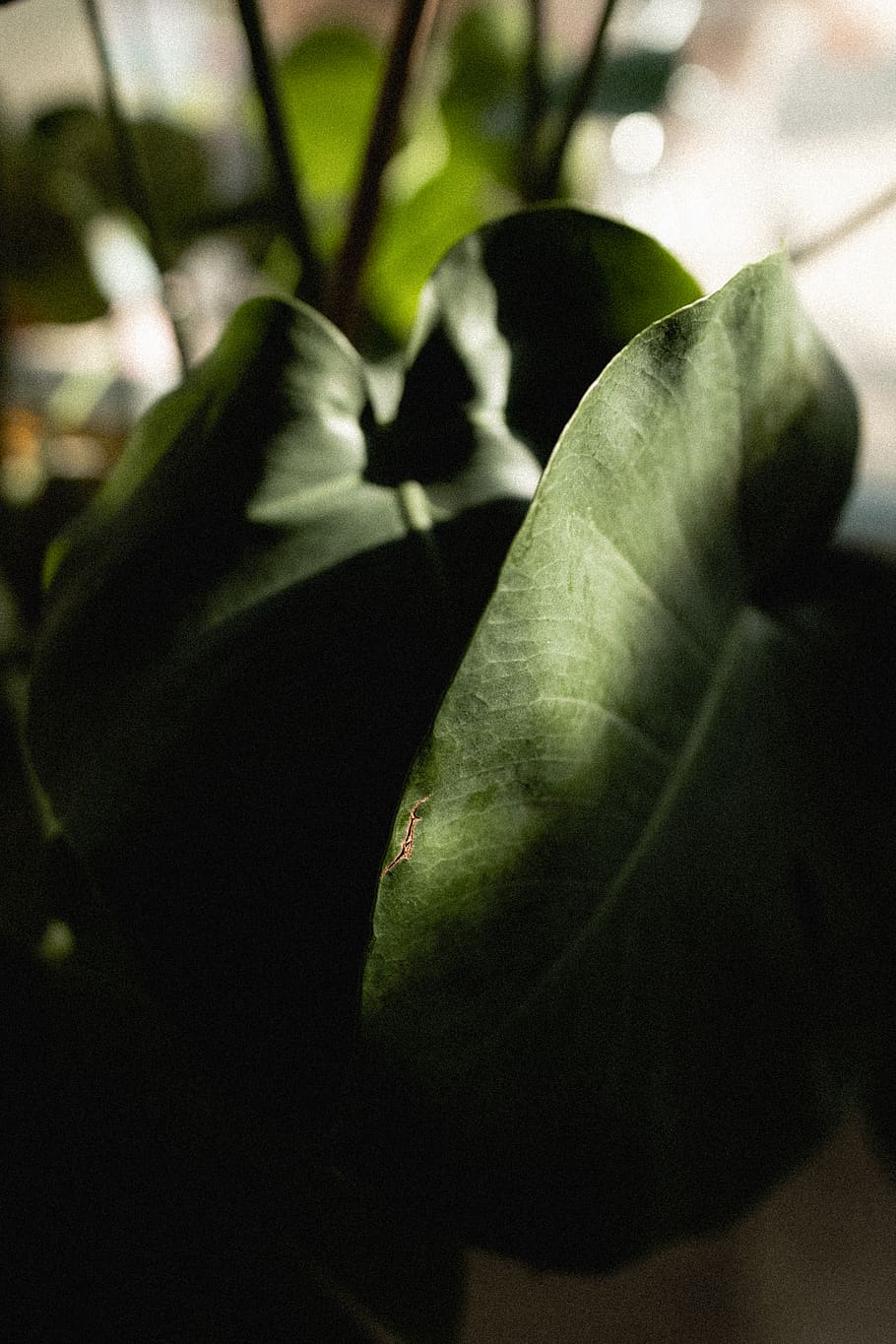 green leaf plant, flower, blossom, veins, office, tropical, sun HD wallpaper