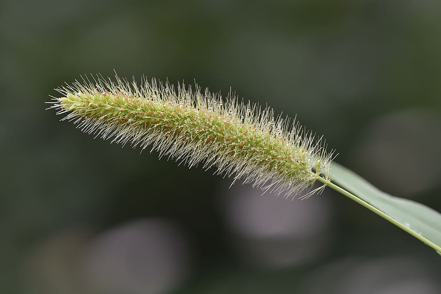 doğa, nature, macro, wallpaper, ağaç, plant, growth, close-up HD wallpaper
