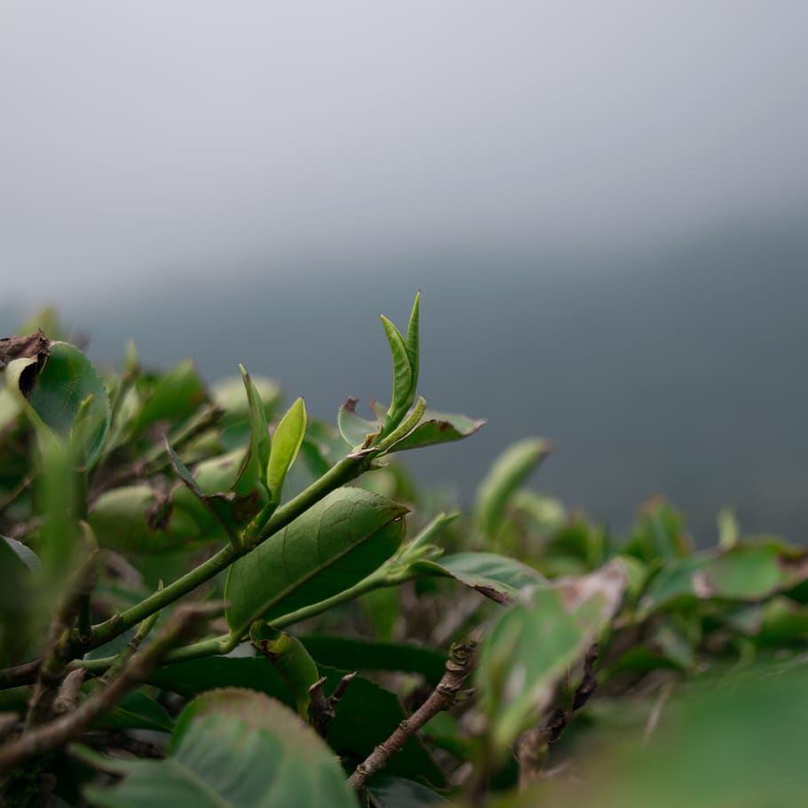 indonesia, puncak, leafs, tips, shoots, relaxing, trees, green HD wallpaper