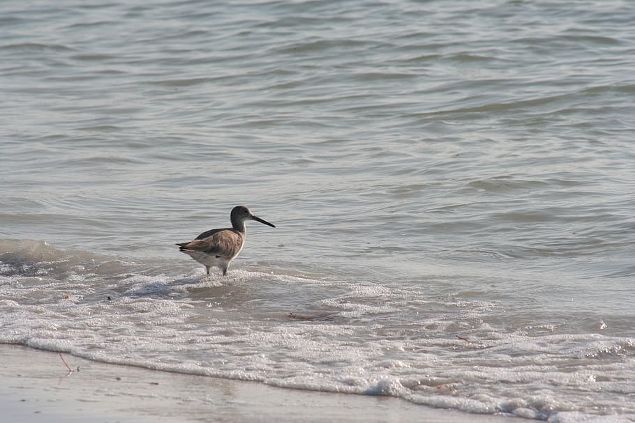 bird, florida, beach, nature, water, wave, vertebrate, animal wildlife HD wallpaper