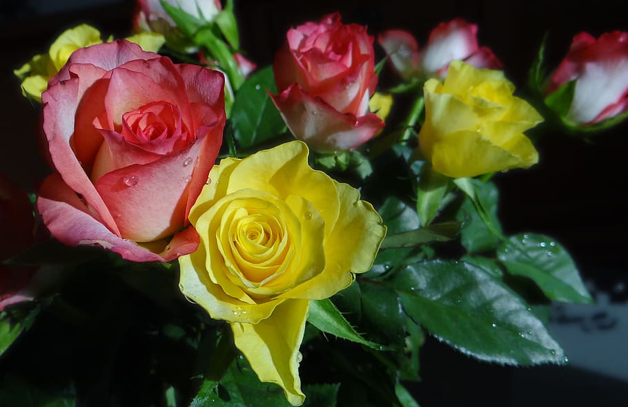 roses, flowers, romantic, flowering plant, beauty in nature HD wallpaper