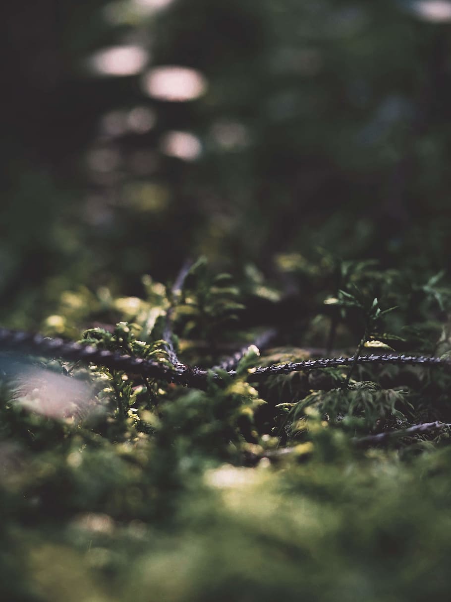austria, tree, conifer, plant, flora, sunlight, vegetation HD wallpaper