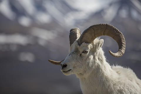 sheep, dall, ram, wildlife, nature, wilderness, portrait, close up HD wallpaper