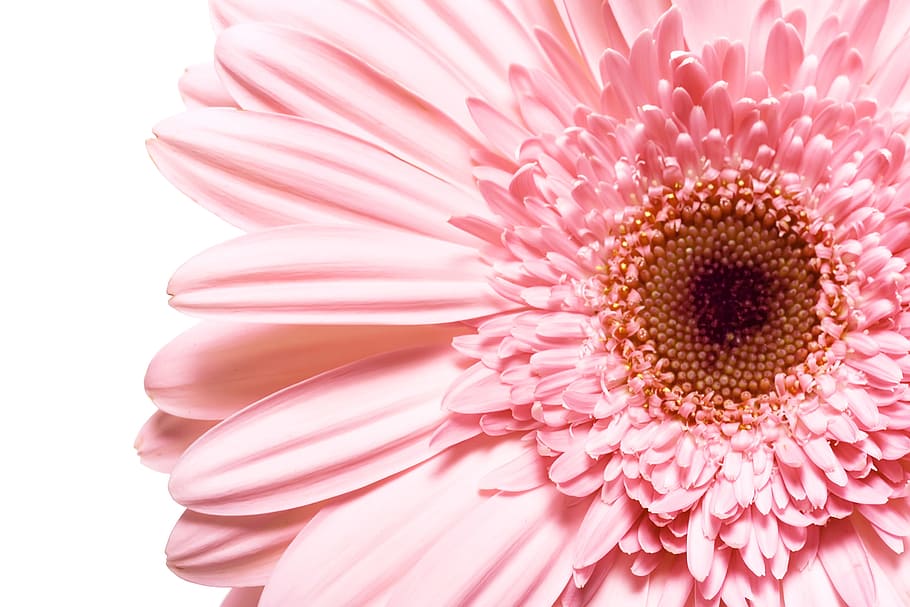 white, isolated, flower, closeup, detail, flora, floral, flores HD wallpaper