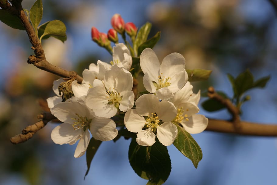 beautiful, blossom, bright, bunch, closeup, detail, flora, floral HD wallpaper