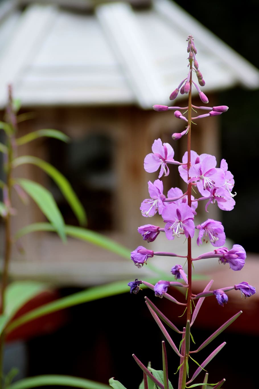 fireweed, alaska, landscape, nature, outdoors, summer, bright