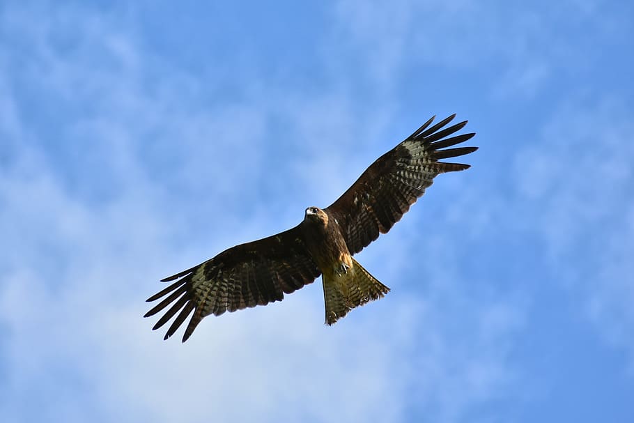 animal, sky, cloud, bird, wild birds, raptor, video, wings HD wallpaper