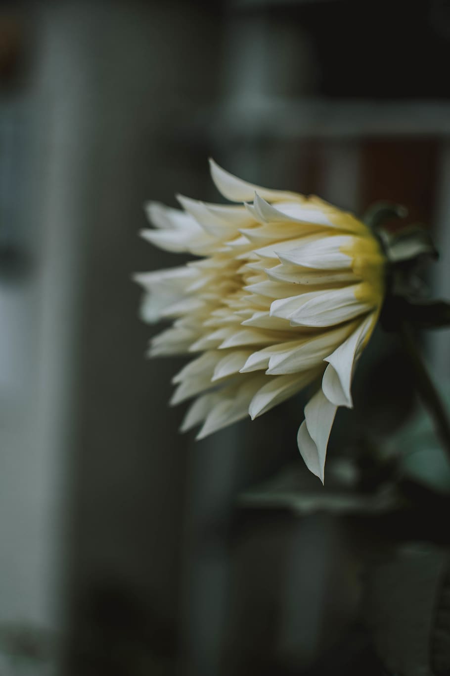 Selective Focus Photography of White Chrysanthemum Flower, beautiful HD wallpaper
