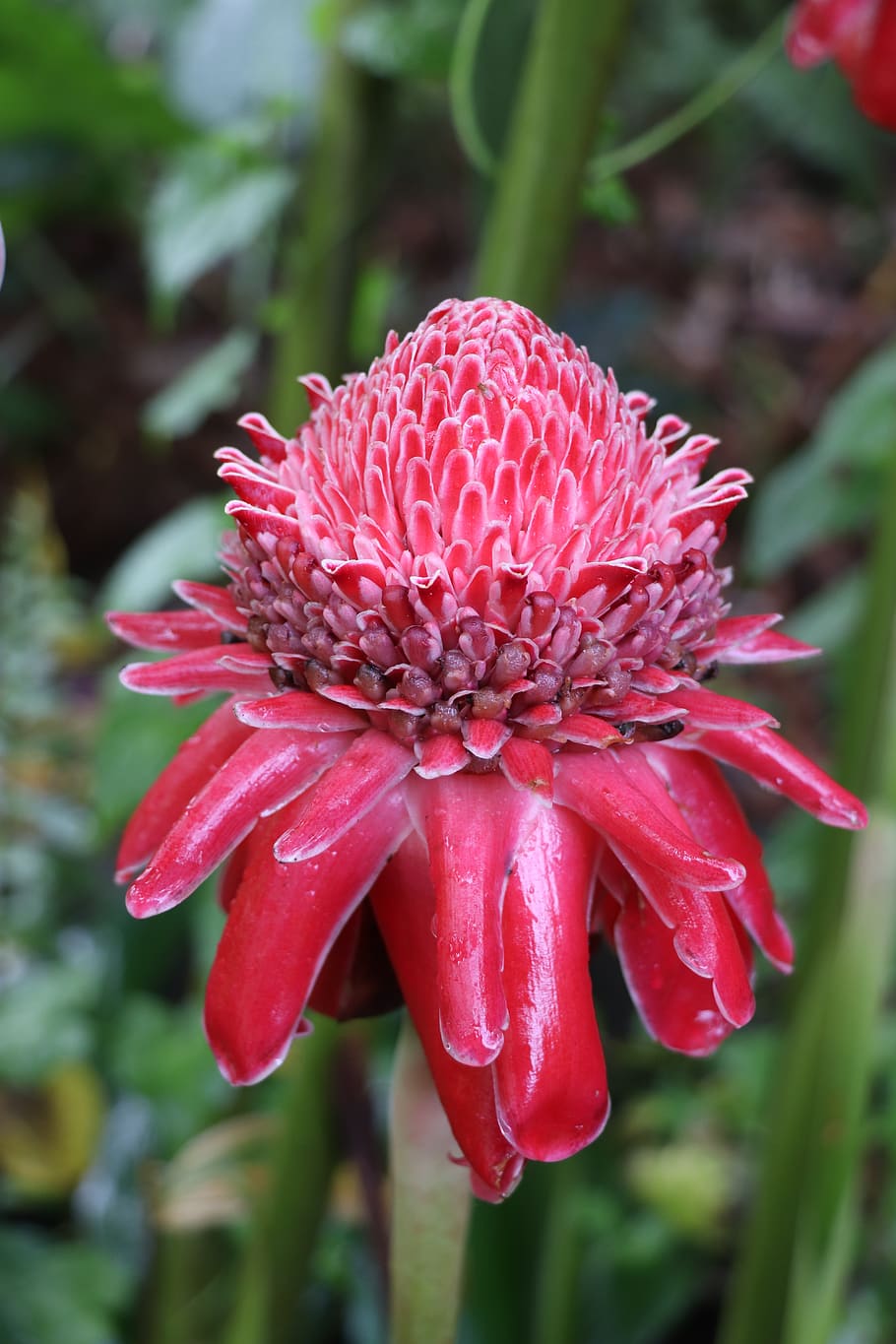 flower, red, exotic, bloom, nature, jungle, petals, garden HD wallpaper